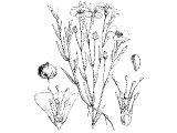 Common flax (Linum usitatissimum), Heb. PiShTaH (Ex.11.31 etc, Is.43.17) or PiShTeH (Ex.11.31, Josh.2.6, Prov.31.13). Used to make flax garments, which have now been replaced by cotton.